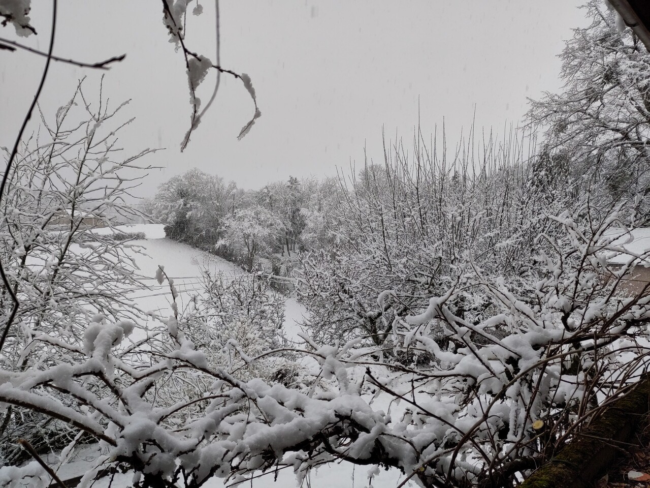 image from Premiers jours