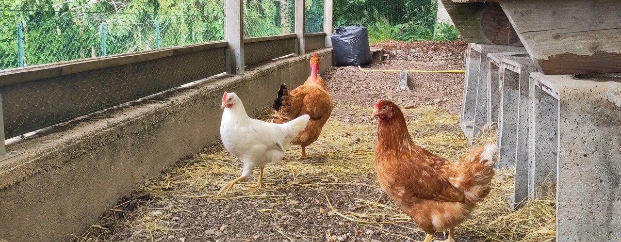 image from On a des poulettes !