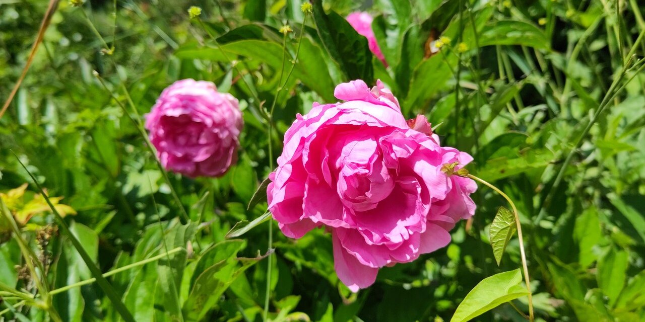 image from Du soleil et des fleurs