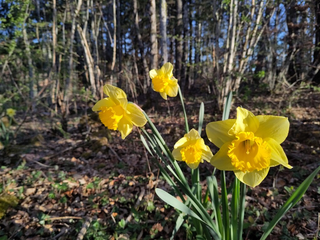 image from Narcisses